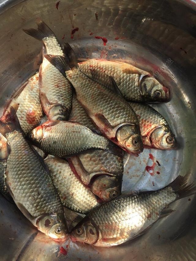 鱼最新鲜保存方法全解析，观点论述